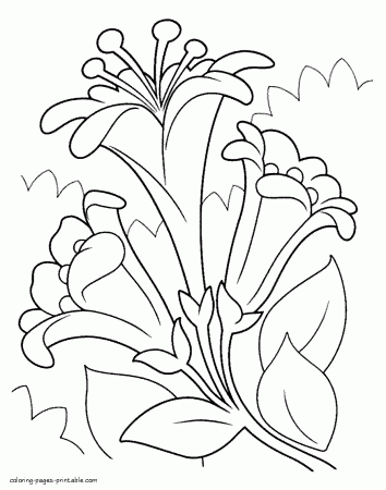Lilies coloring pages for spring || COLORING-PAGES-PRINTABLE.COM
