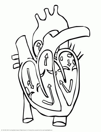 Circulatory System Coloring Page