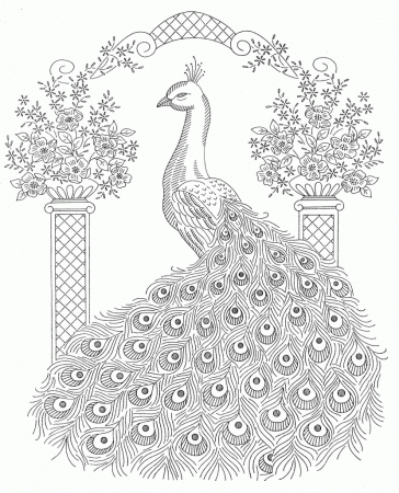 Peacock Adult Coloring Page