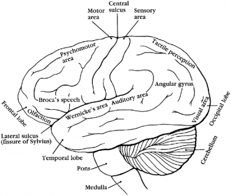 8. The Nervous System | Handbook of Pathophysiology