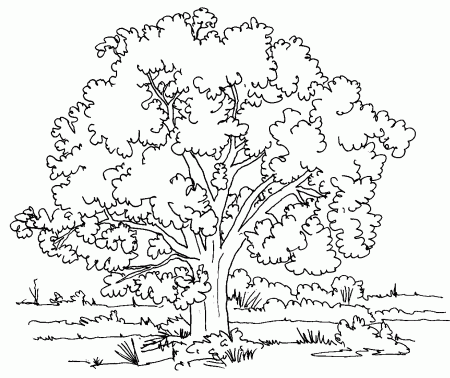 tree coloring pages | Coloring Pages for Kids