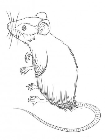 cute mouse coloring page. Mouse are animals that have characteristics on  the frame of their head. The most prom… | Cute mouse, Animal coloring pages,  Coloring pages