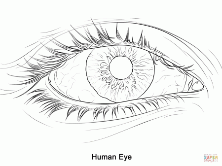 Human Eye coloring page | Free Printable Coloring Pages
