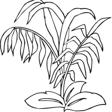plant coloring pages : Coloring - Kids Coloring Pages