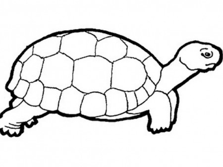 Tortoise Coloring Pages - VoteForVerde.com