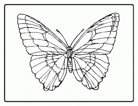 Coloring Pages Of A Butterfly 185 | Free Printable Coloring Pages