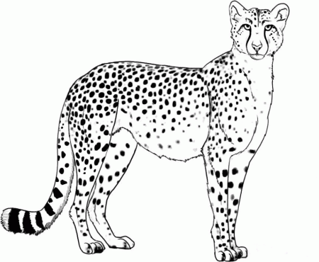 animals cheetah Colouring Pages