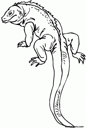 Lizards Coloring Pages - Free Printable Coloring Pages | Free 