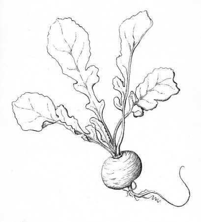 radish drawing | Fruits, Vegetables