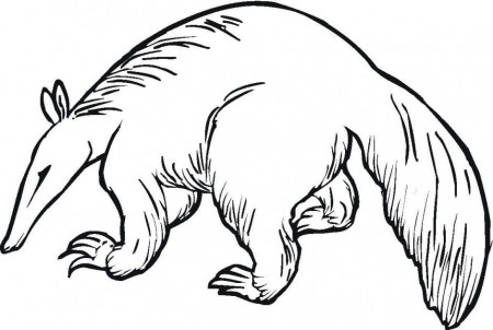 Anteater Coloring Book 216711 Anteater Coloring Page
