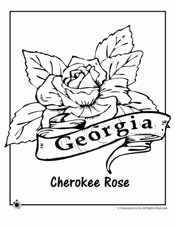 Georgia State tree Colouring Pages