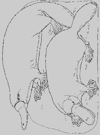 Platypus Coloring Pages Animal Picture Car Pictures