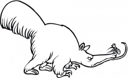 Anteater Coloring Pages For Kids Printable Coloring Sheet 216721 