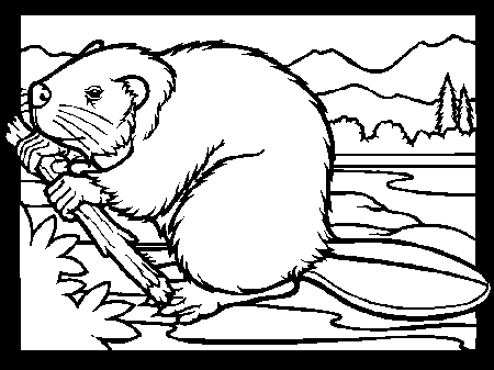 Coloring Page - Beaver coloring pages 0