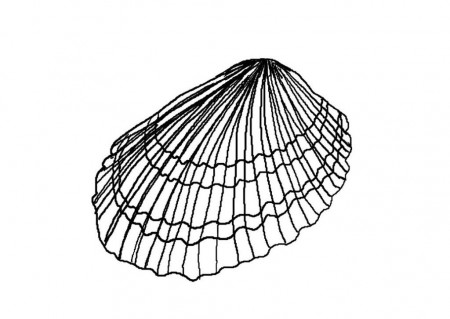 Downloadable Seashell Coloring Pages Kids | Laptopezine.