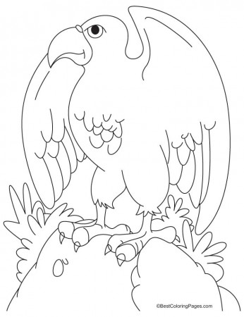 Canadian Bald Eagle coloring pages | Download Free Canadian Bald 
