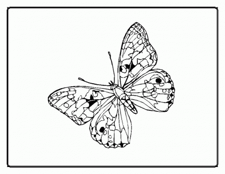 Kids Coloring Butterfly Coloring Pages, Crafts, Drawings 10 