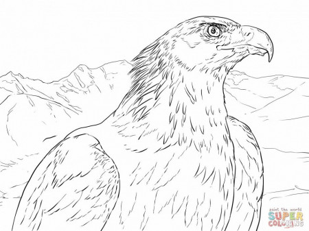Great Golden Eagle Coloring Super Coloring Page 255151 Golden 