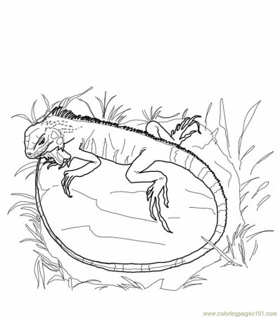 Coloring Pages Green iguana lizards (Reptile > Lizard) - free 