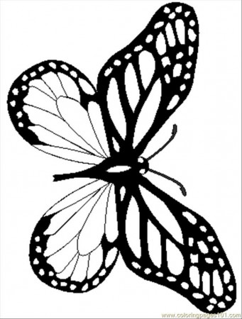 monarch butterfly coloring pages - Quoteko.