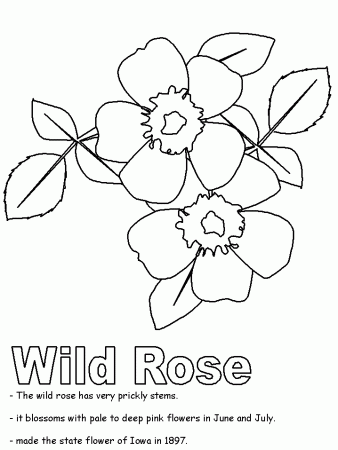 Wild Rose Coloring pages to Print : New Coloring Pages