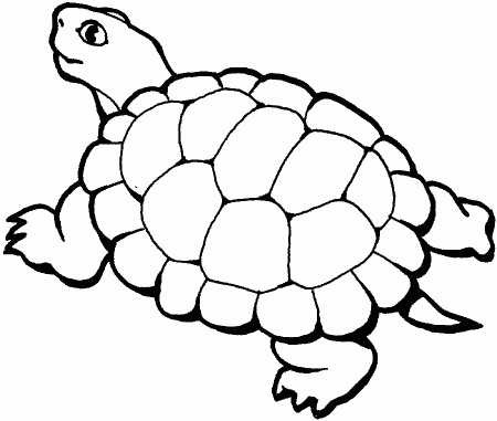 Turtle Coloring Pages | Find the Latest News on Turtle Coloring 