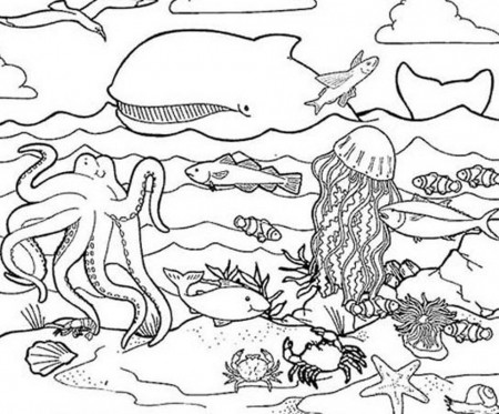 Animal Coloring Sea Life Coloring Pages Presented By Realistic 