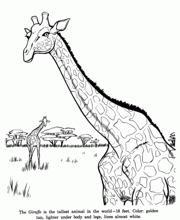 Animal Drawings Coloring Pages | Giraffe animal identification 