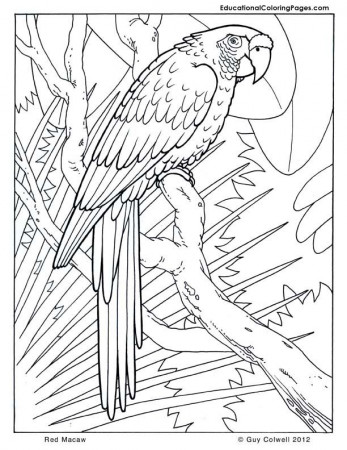 cool coloring sheets | Animal Coloring Pages for Kids
