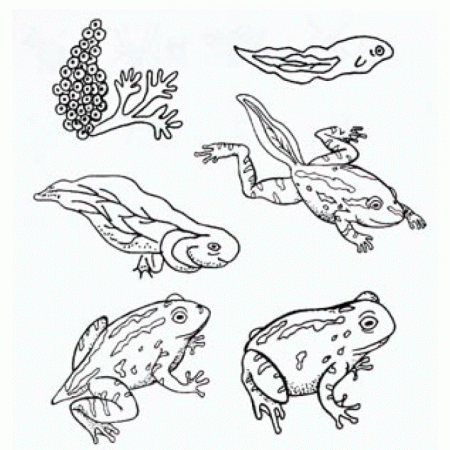 Frog Metamorphosis Rubber Stamp Set