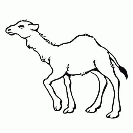 Free Coloring Pages Of Camels - Kids Colouring Pages