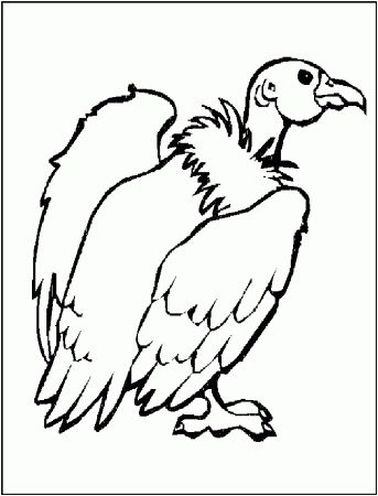 Buzzard coloring page - Animals Town - Free Buzzard color sheet