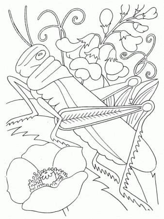 Bug Coloring Pages Printable Best Res | ViolasGallery.
