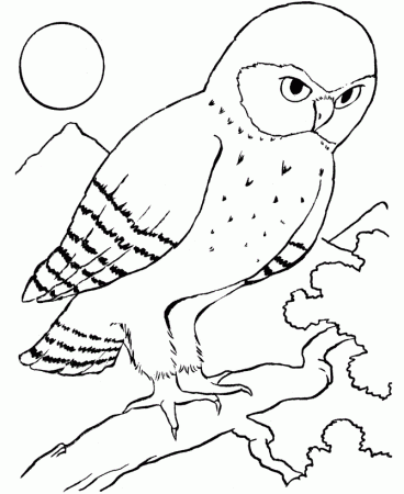 Bird Coloring Pages Of Owl: Bird Coloring Pages Of Owl