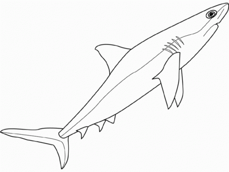 Sea Animals Shark Coloring Pages Id 64348 Uncategorized Yoand 