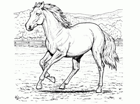 Free Coloring Pages Horses Printable