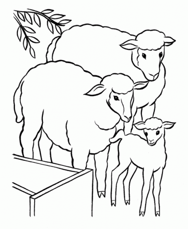 sheep and lamb coloring pages - Quoteko.com
