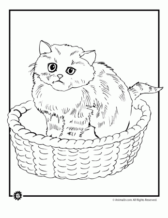 Kitten Coloring Sheets