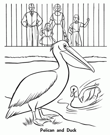 Zoo Birds Coloring Pages | Zoo Pelican and Duck Birds Coloring 