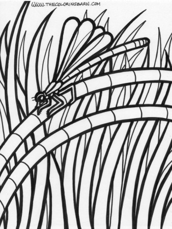 Dragonfly Coloring Page | 99coloring.com