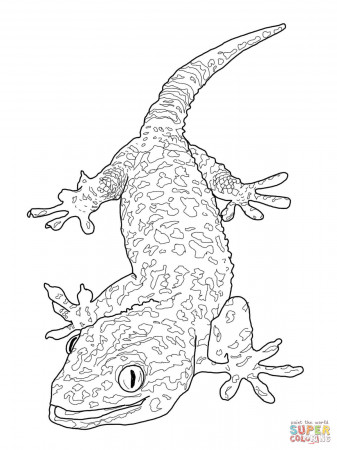 6 Pics of Basilisk Lizard Coloring Pages - Gecko Lizard Coloring ...