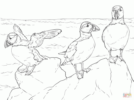 Realistic Atlantic Puffins coloring page | Free Printable Coloring ...