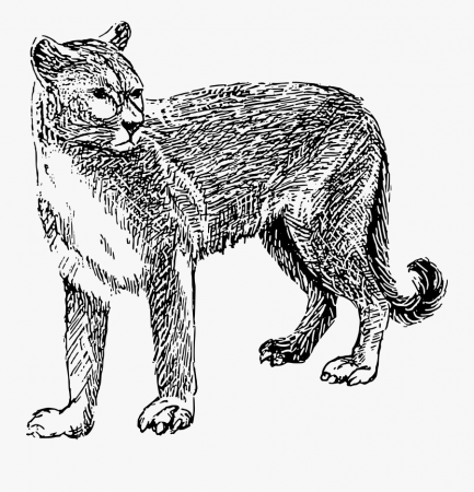 Mountain Lion Clip Art Coloring Page, Printable Mountain - Cougar Black And  White Clipart , Free Transparent Clipart - ClipartKey