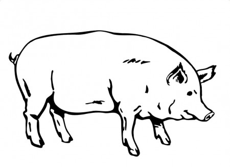 Fat Pig Coloring Page - Free Printable Coloring Pages for Kids