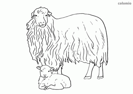 Sheeps coloring pages » Free & Printable » Sheep coloring sheets