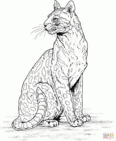 Leopard coloring page | Free Printable Coloring Pages