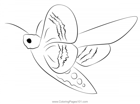 Hawk Moth Coloring Page for Kids - Free Moths Printable Coloring Pages  Online for Kids - ColoringPages101.com | Coloring Pages for Kids