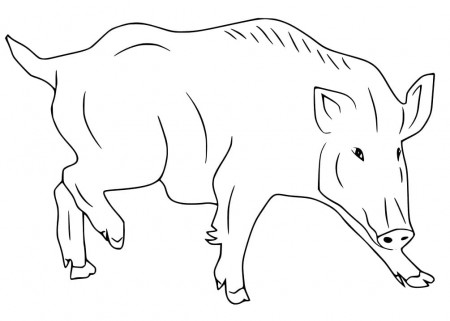 Printable Wild Boar Coloring Page - Free Printable Coloring Pages for Kids