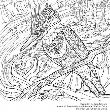 Download your free Belted Kingfisher coloring page