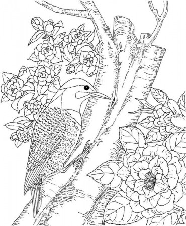 A0KTeacherStuff, Cardinal, State Bird for Indiana, Kentucky, North  Carolina, Ohio, West Virginia and Virginia